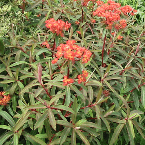 Des images de diff�rentes plantes